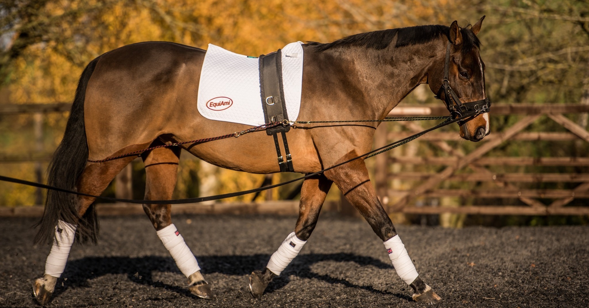 EquiAmi - The difference you’ll see in your horse when...