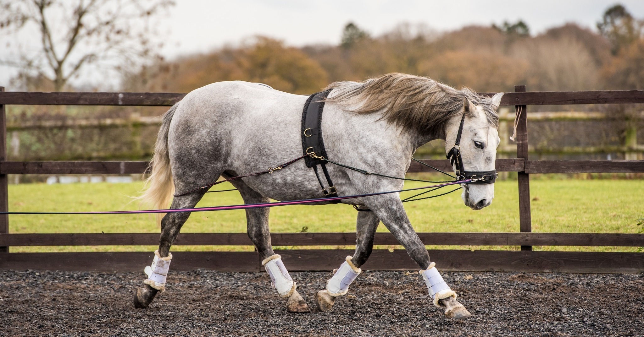 EquiAmi - The difference you’ll see in your horse when...