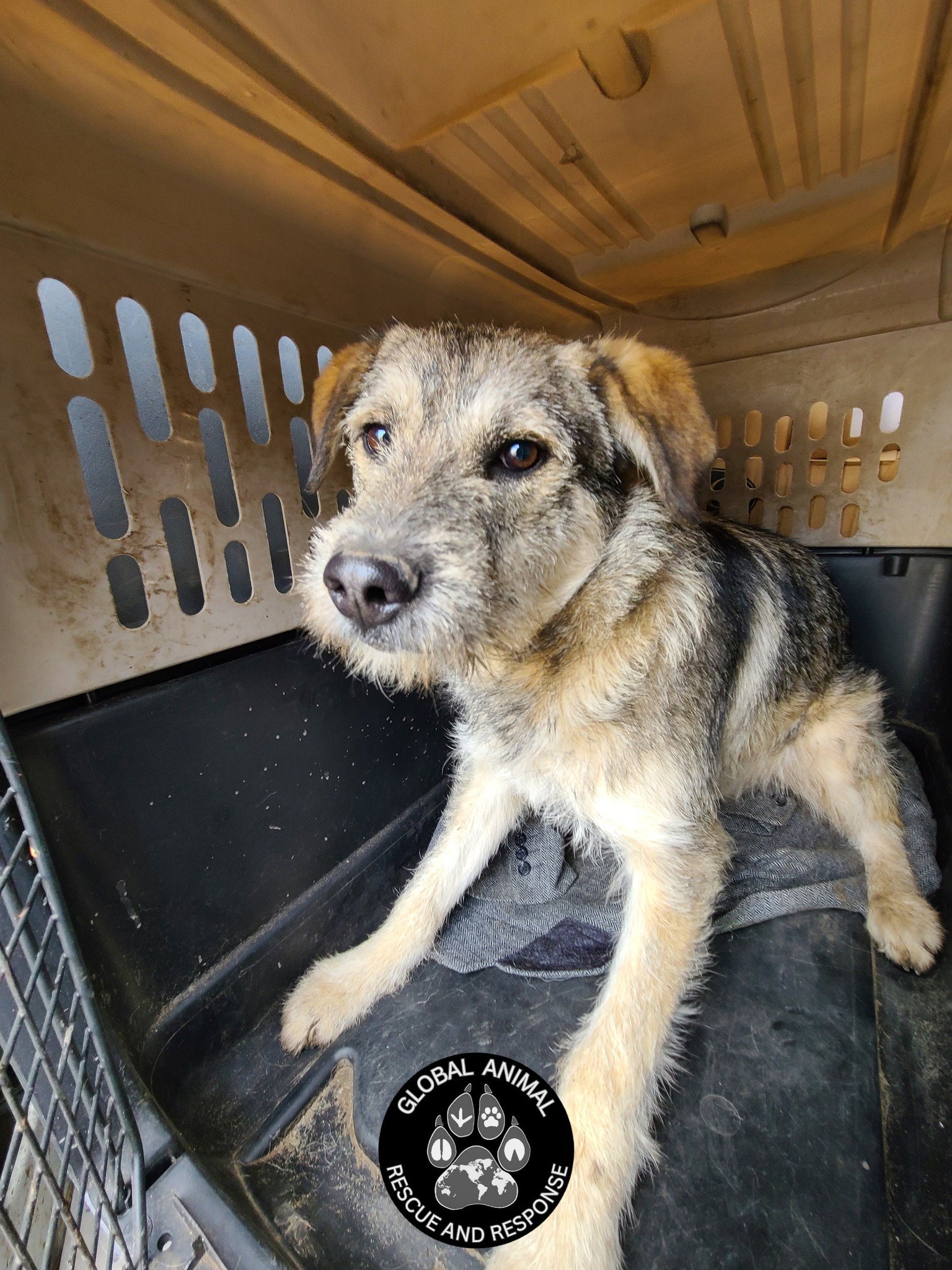Global Animal Rescue... - Global Animal Rescue And Response