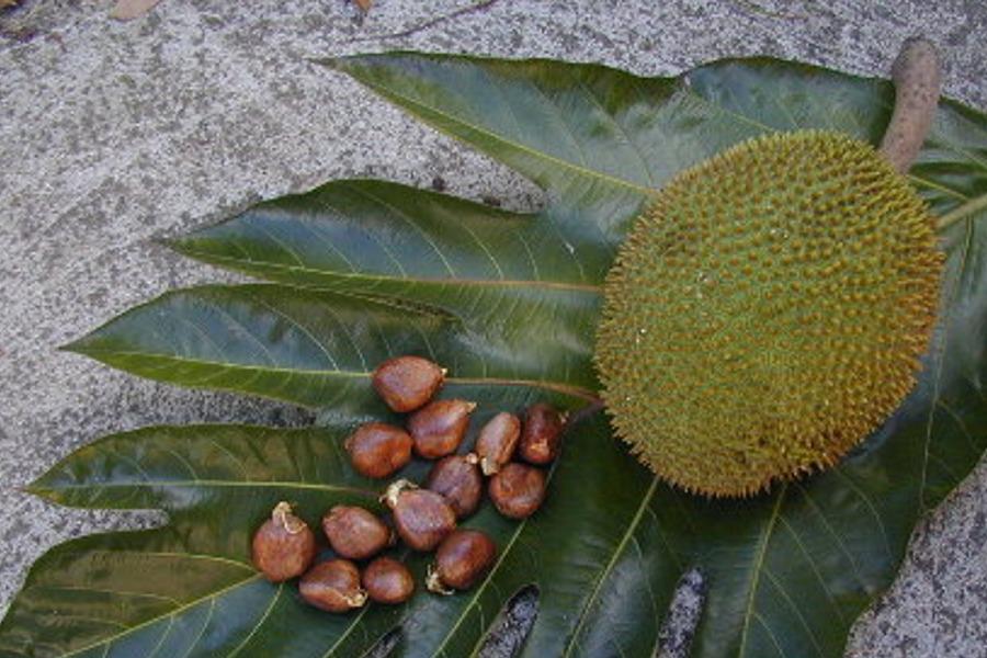 Frutas Cultivadas en Venezuela - EL CASTAÑO (Artocarpus Camansi) El ...