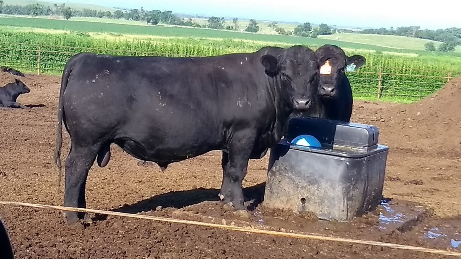 Is it time to come back to the future? For those breeding cattle and ...