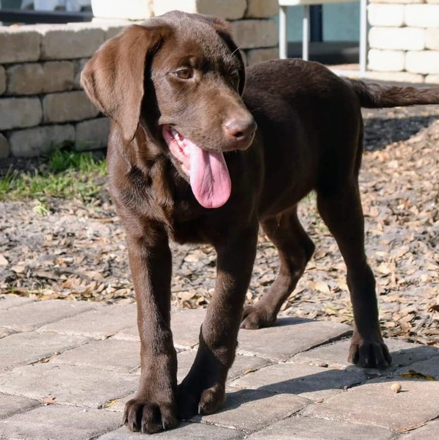 Labrador Retrievers Of... - Labrador Retrievers Of Florida