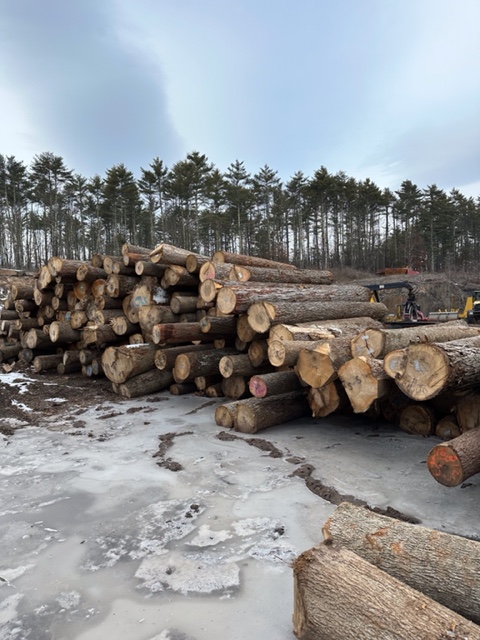 Ezzi Forest Exports LLC - Log / Timber / Lumber Exports | Houston TX