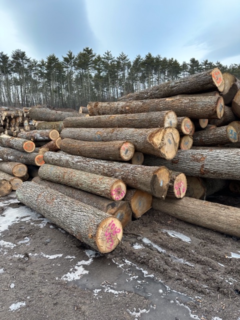 Ezzi Forest Exports LLC - Log / Timber / Lumber Exports | Houston TX