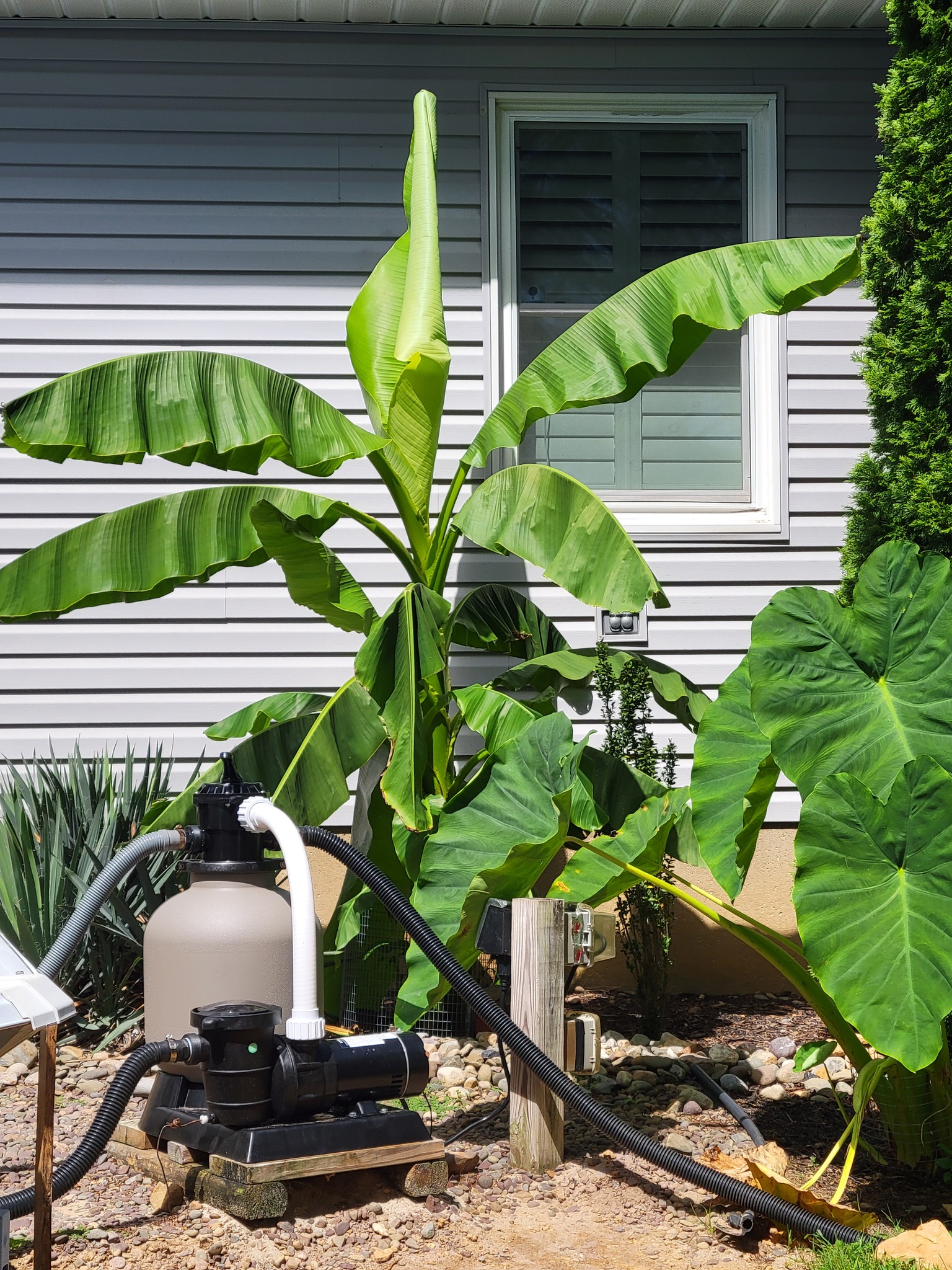 What happened to my banana plant pup after cutting and how to care
