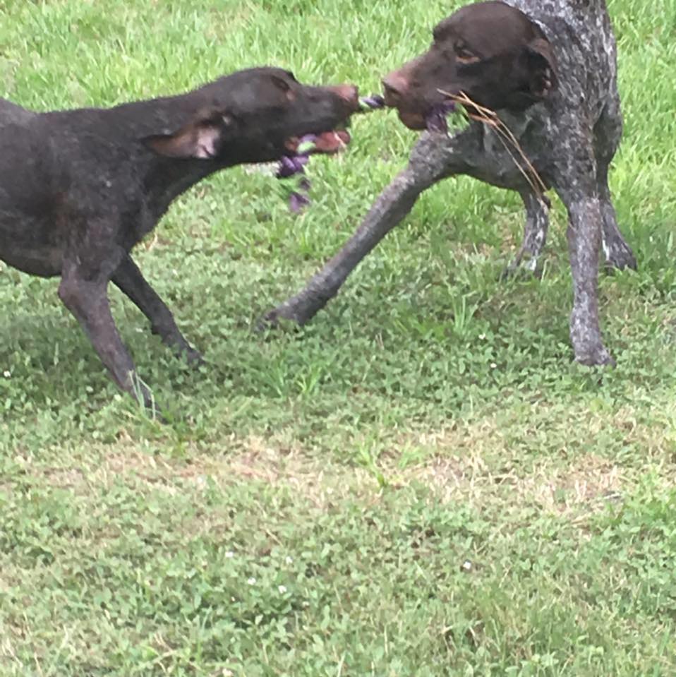 A great photography 🥰 | German Shorthaired Pointer Lovers | Facebook