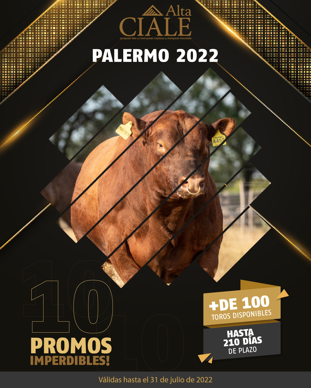 CIALE Alta - Conoce las promociones, productos y servicios... | Facebook