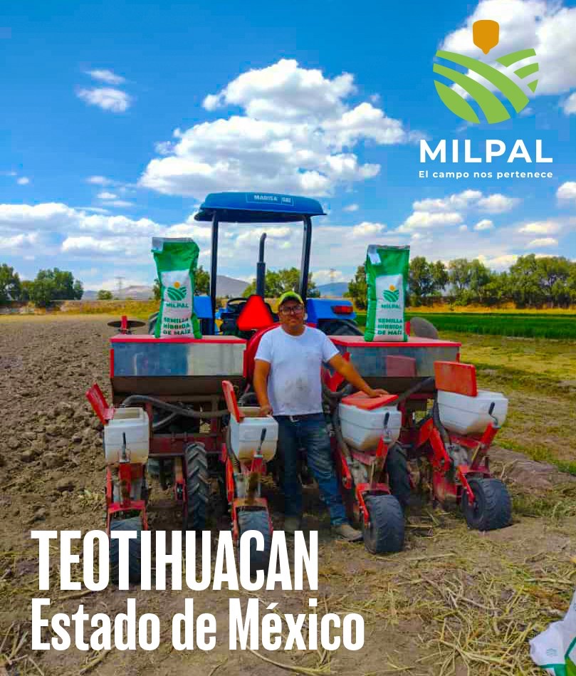 Semillas Milpal - Los mejores maíces se dan a notar desde...