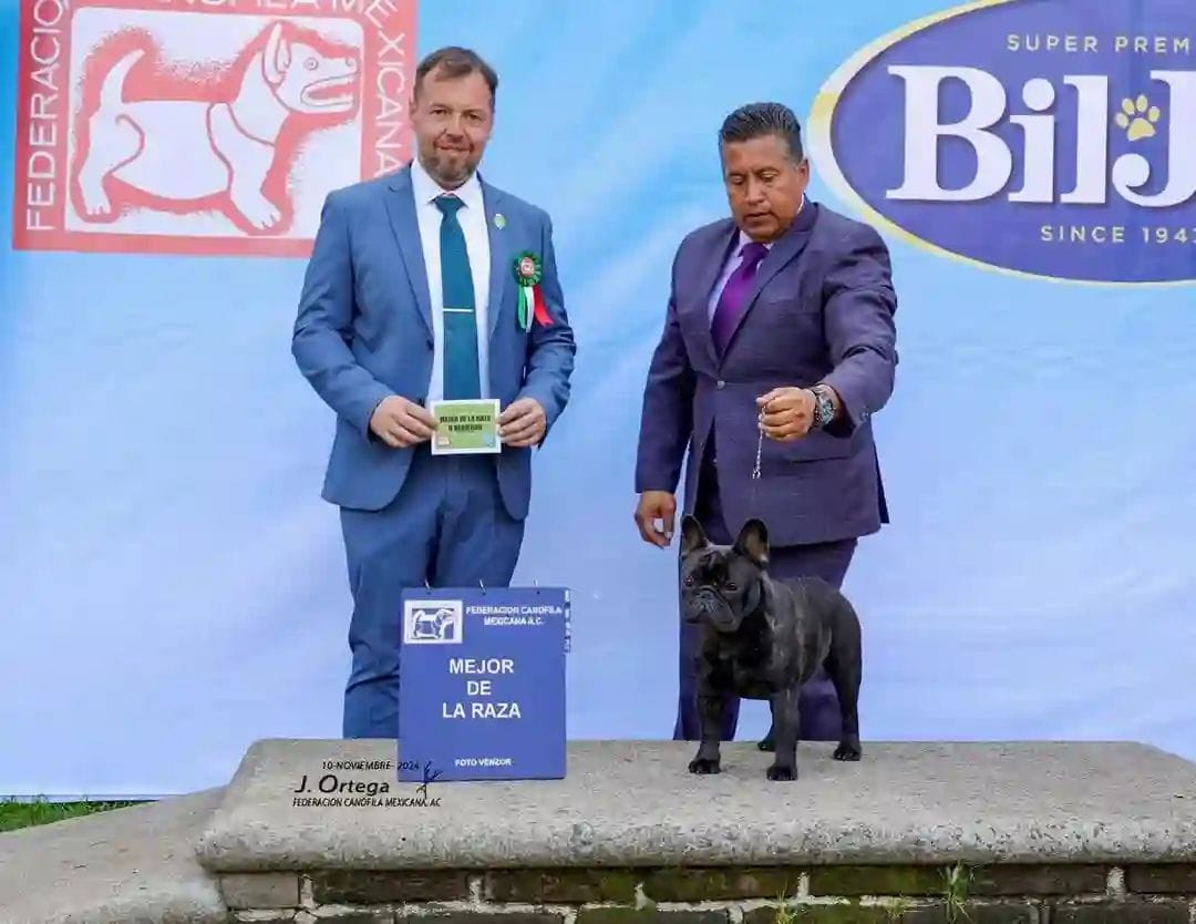 💙CIB MCh MJCh Nidos Galium Auksinis Feniksas💙 🏆Best SKCHR Male  