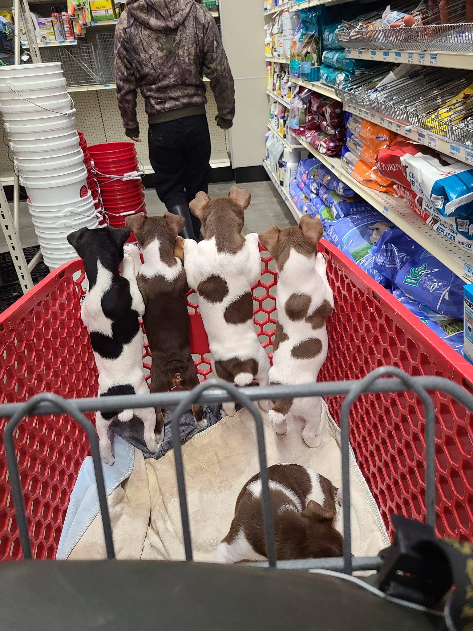 Standard type A , rat terrier pups. 7 weeks old. Saint Amant, Louisiana ...