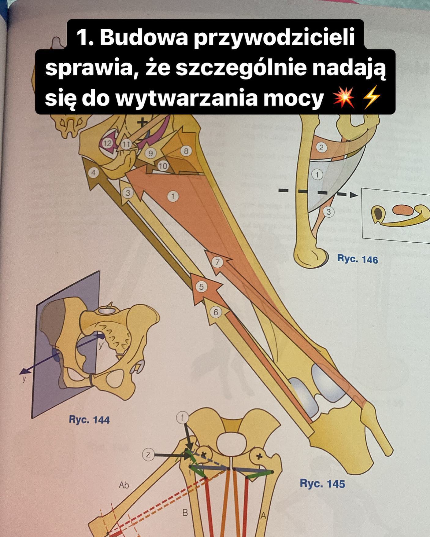 anatomia-anatomiaprzykawie-staw-ebrowo-opatkowy-nie-jest-stawem