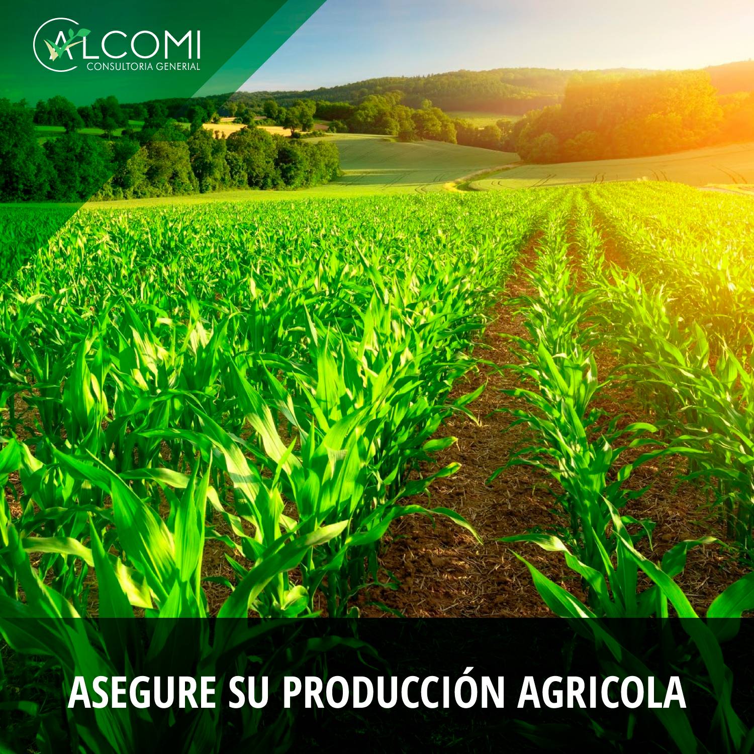 Realizamos los trámistes... - Alcomi - Consultoría General | Facebook