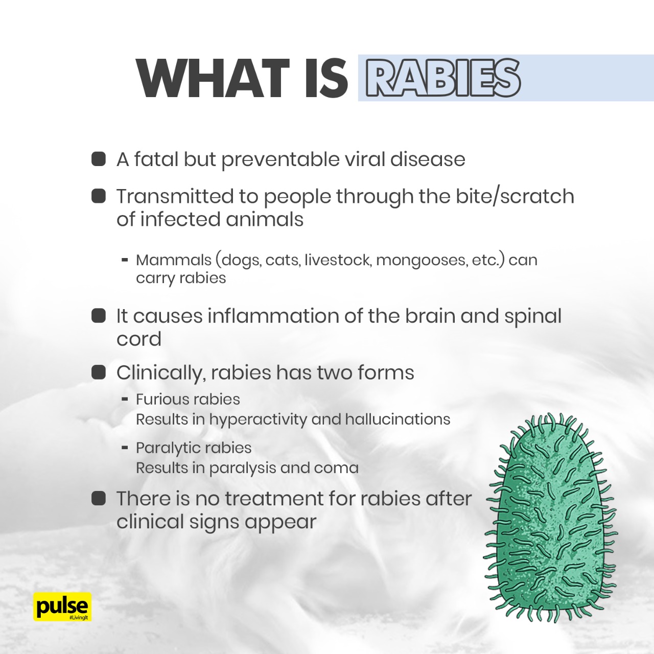 Pulse - Did you know that 56 people died due to rabies in... | Facebook