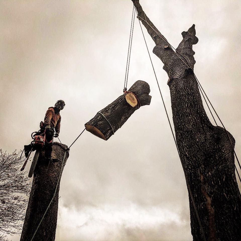 Maple Hill Tree Services added... - Maple Hill Tree Services