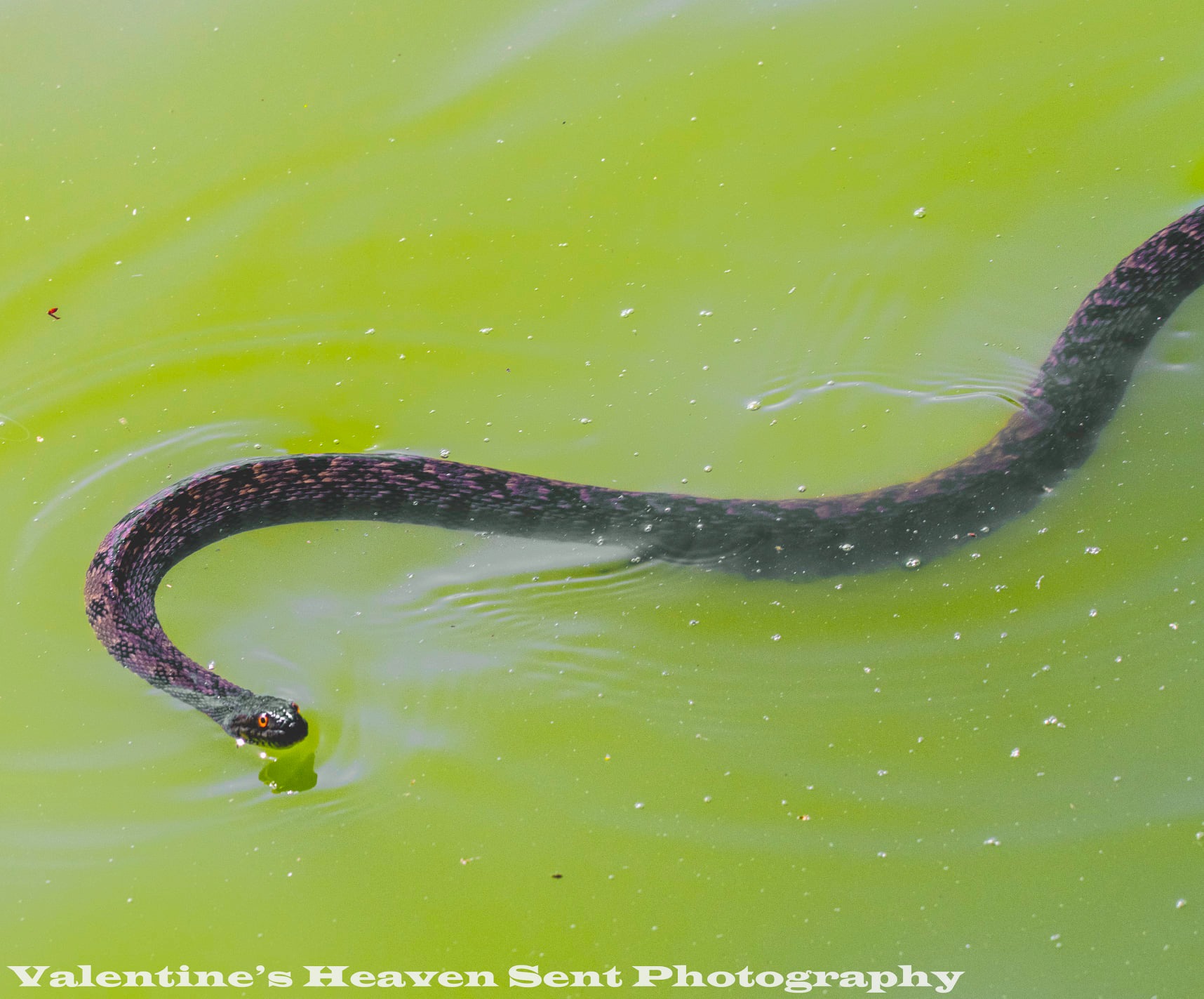 A water snake with 🐠📸 1/2500 f/6.3 iso800 Nikon z9
