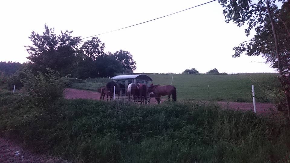 Little Valley Ranch added a new photo. - Little Valley Ranch
