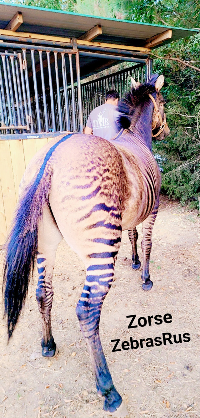 Zebras R Us - Remix sometimes zebra sometimes horse..... | Facebook