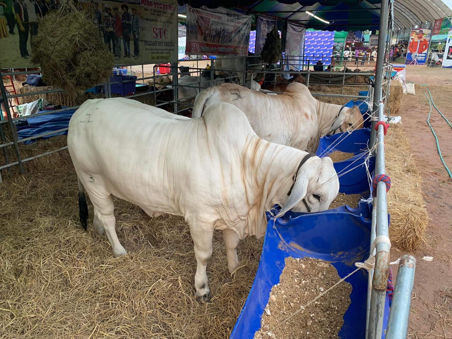 พบป่ะพูดคุย กับเรา... - SL RANCH-ศุภฤกษ์ฟาร์ม-Brahman