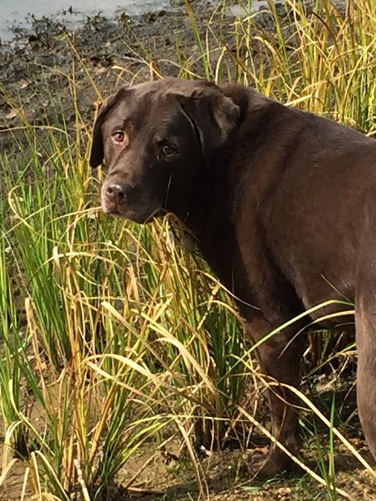 On the Bluff Labradors - Nothing like a little fluffy love from this ...