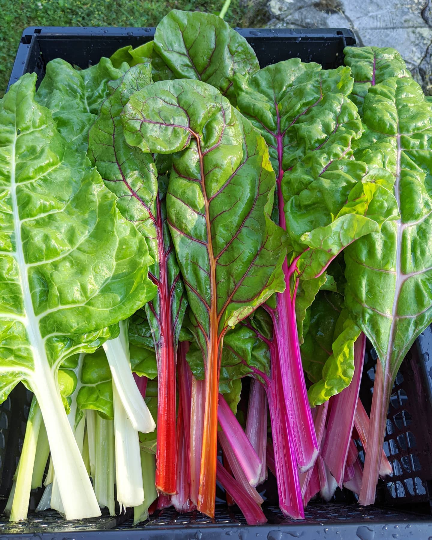 Autumn in the greenhouse | Wild Valley Farm
