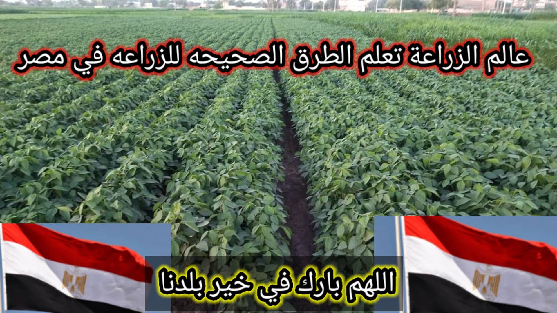 Baha Ali Salhen - بخصوص هؤلاء .... اللي في الصور لقد شاهدت... | Facebook