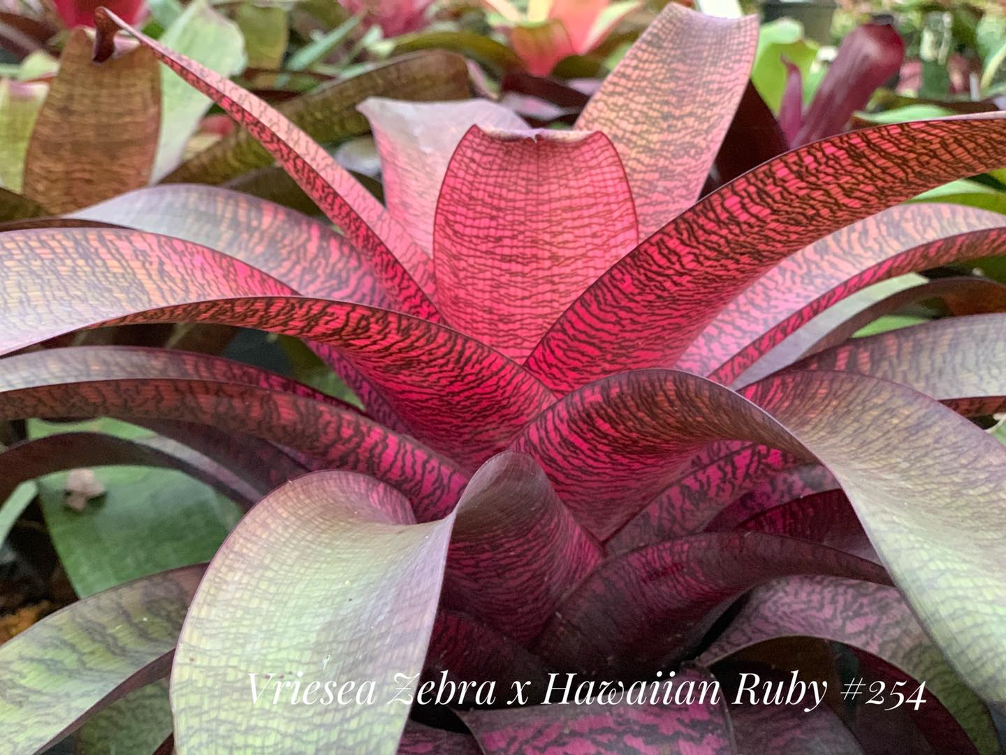 Vriesea x Zebra hybrid plant from Hawaii