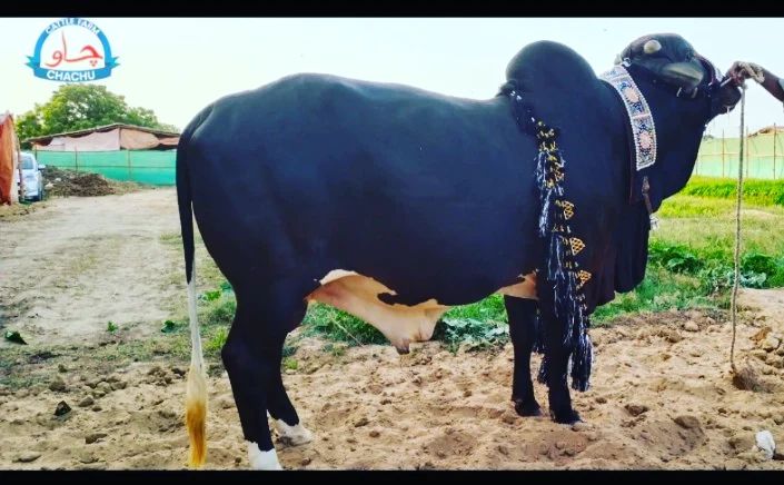 For sale 2022 Chachu cattle farm... - Cattle Lover Pakistan | Facebook