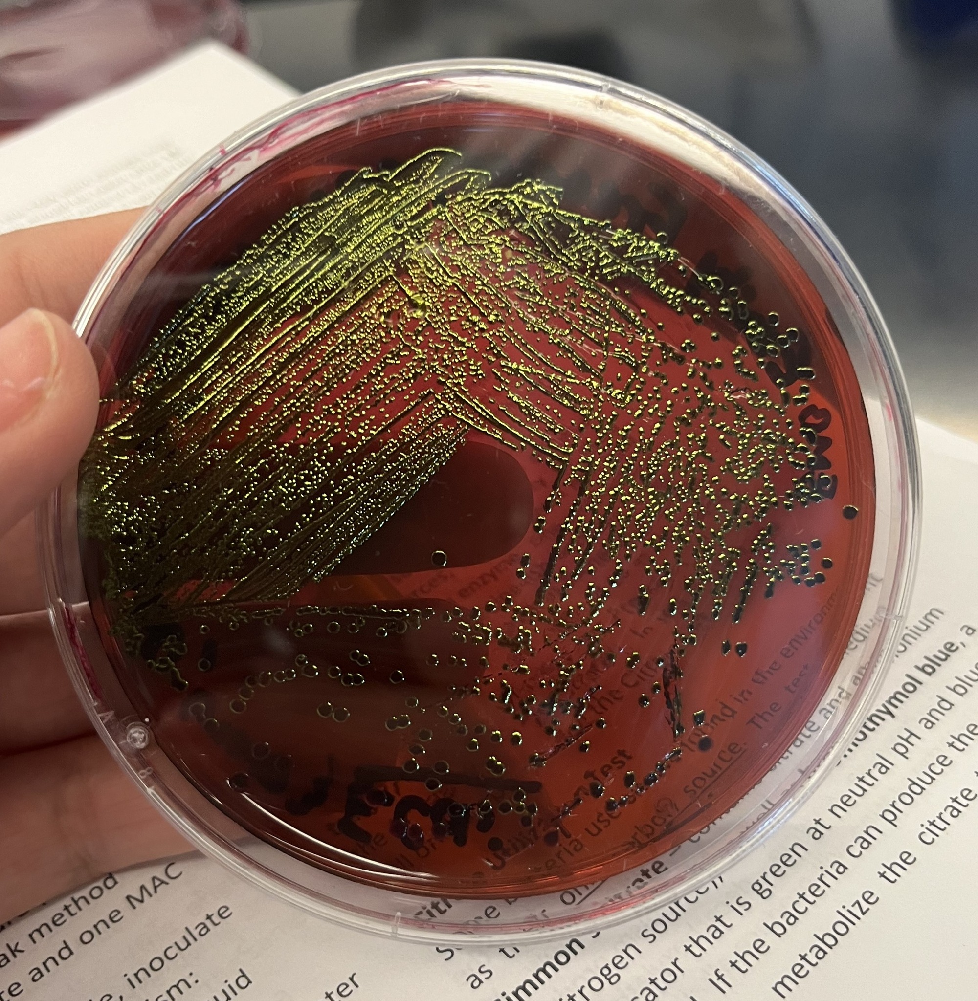 University of Delaware Department of Biological Sciences | Facebook