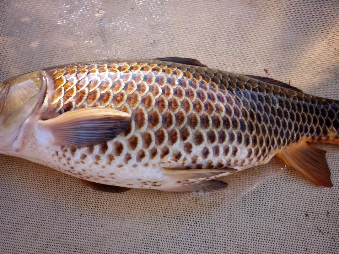 Pesca de carpas | Quilmes
