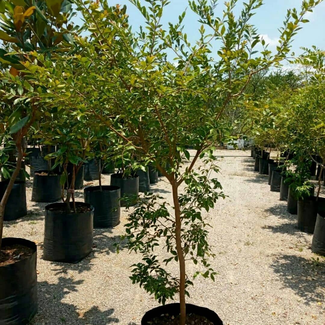Futuro en verde - El arrayán es un bonito árbol con el que...