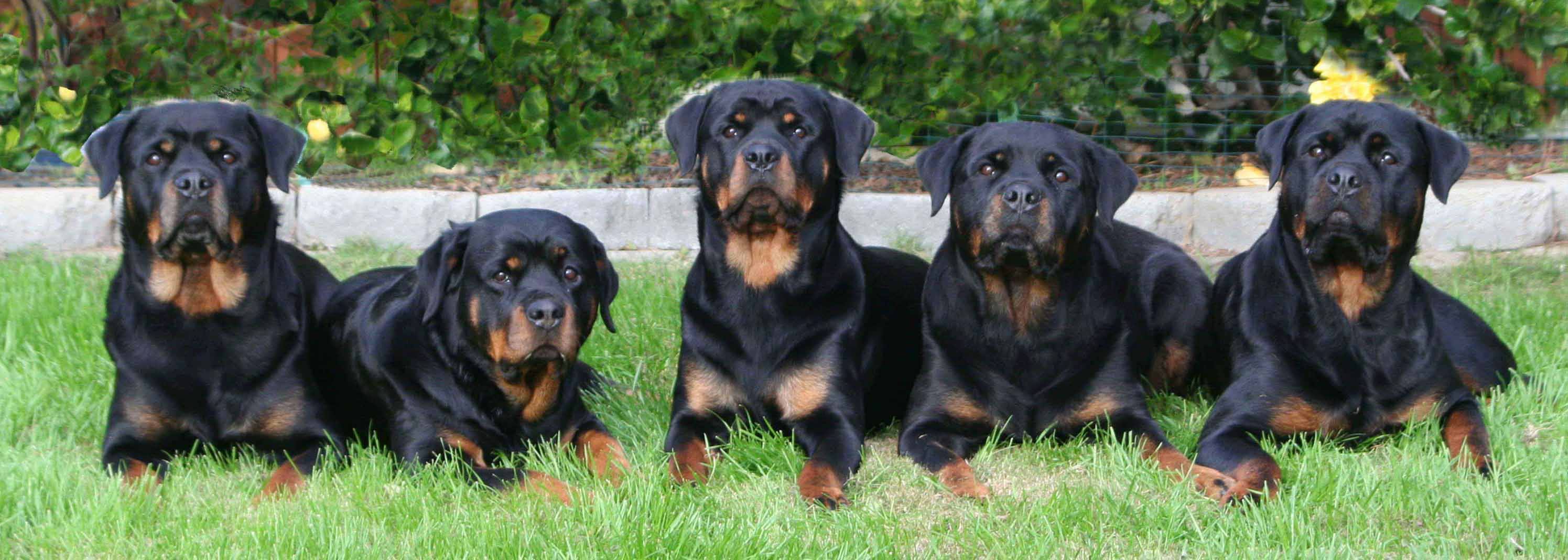Von Schulte Rottweilers