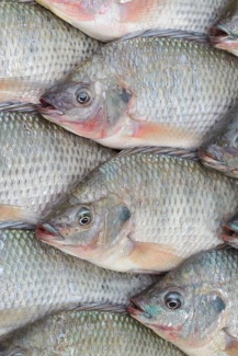 Tilapia-Farming.com - Timor-Leste: PM Taur Matan Ruak Meets Fish ...