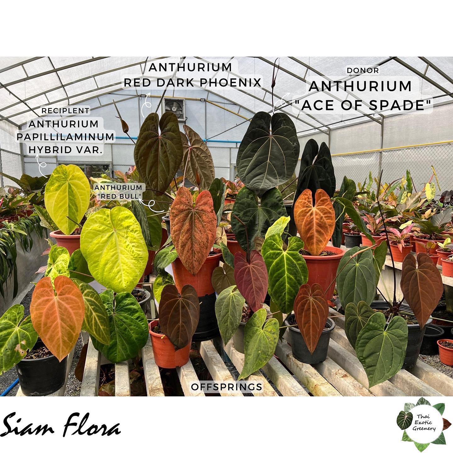 Meet Anthurium red dark phoenix family! Wondering what Anthurium