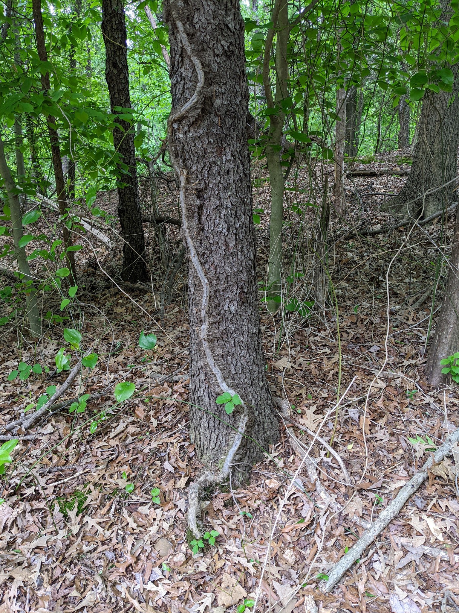 How to identify poison ivy