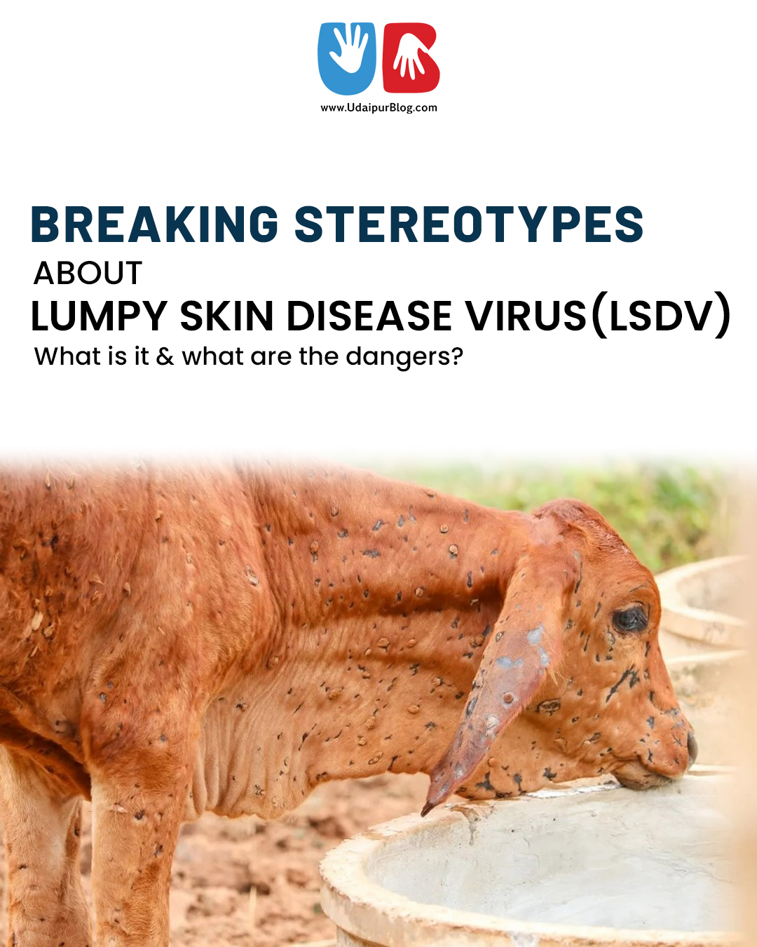 UdaipurBlog - The Lumpy Skin Disease virus is an epidemic... | Facebook