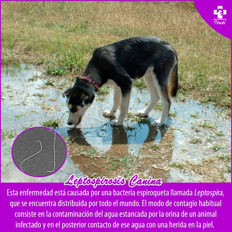 🩺La leptospirosis canina es una... - Veterinaria Itatí