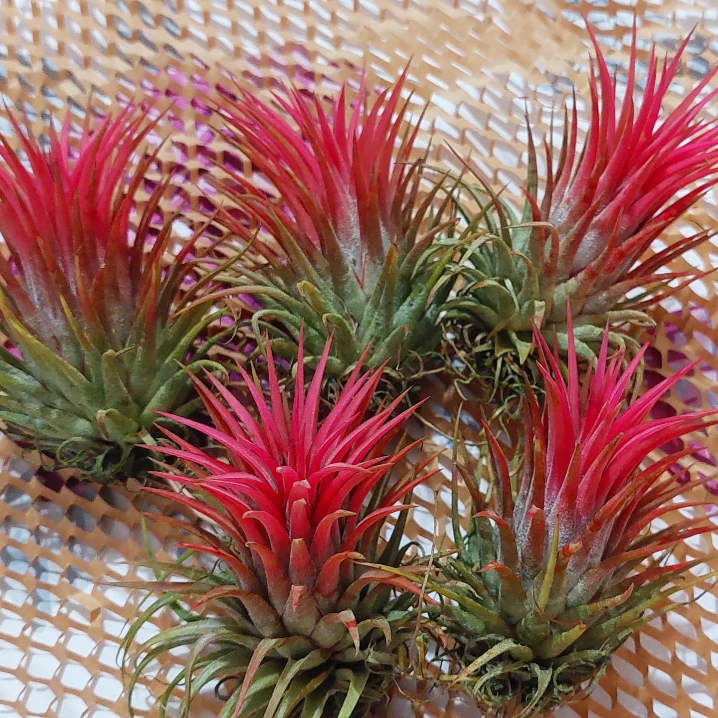 Tillandsia ionantha 'Hedgehog' The infamous ionantha that can be