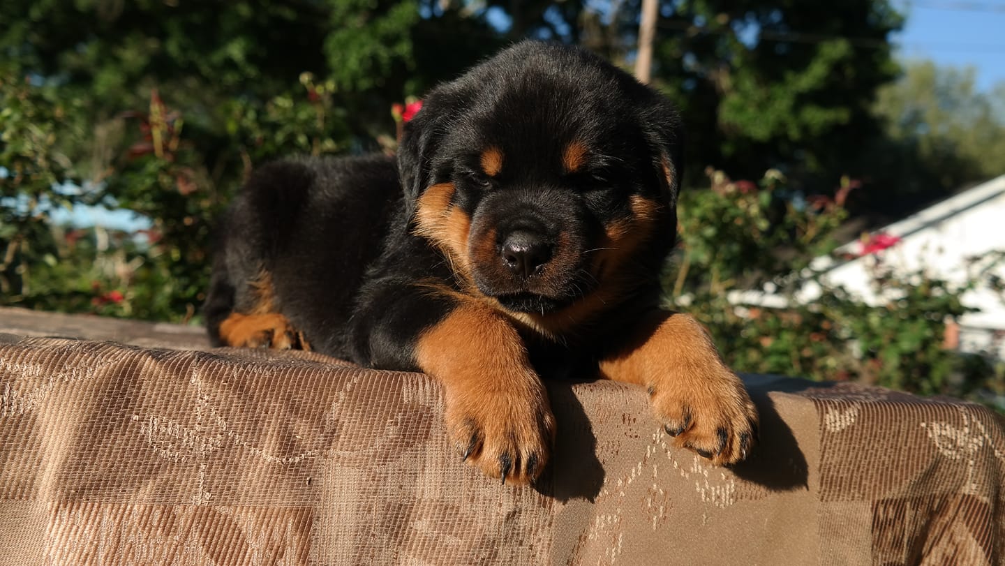 KB Rottweiler