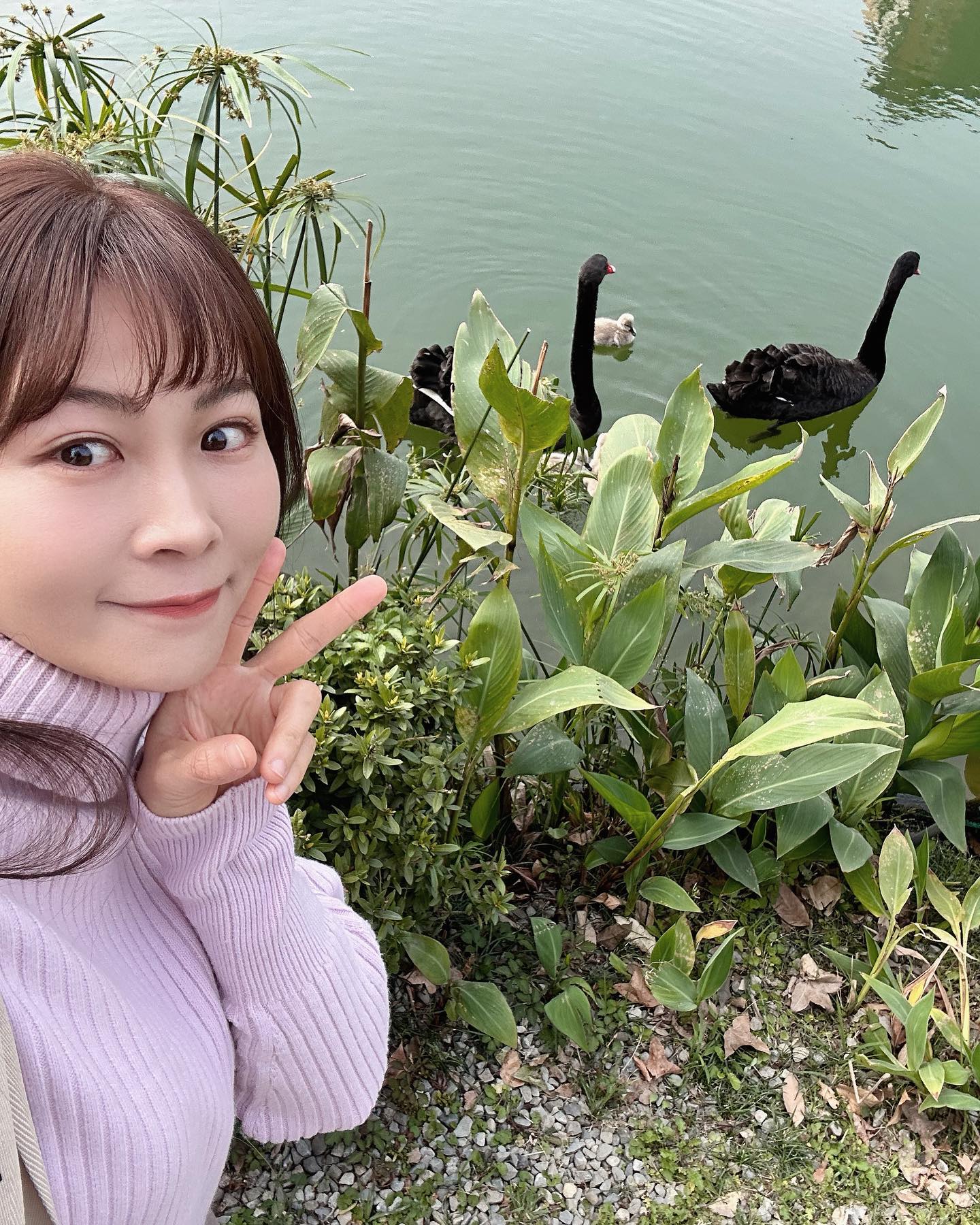 美姬饅頭 王美姬 - 🦢🦢Oh my god!這也太可愛了 秋紅谷的野生黑天鵝居然生寶寶了...