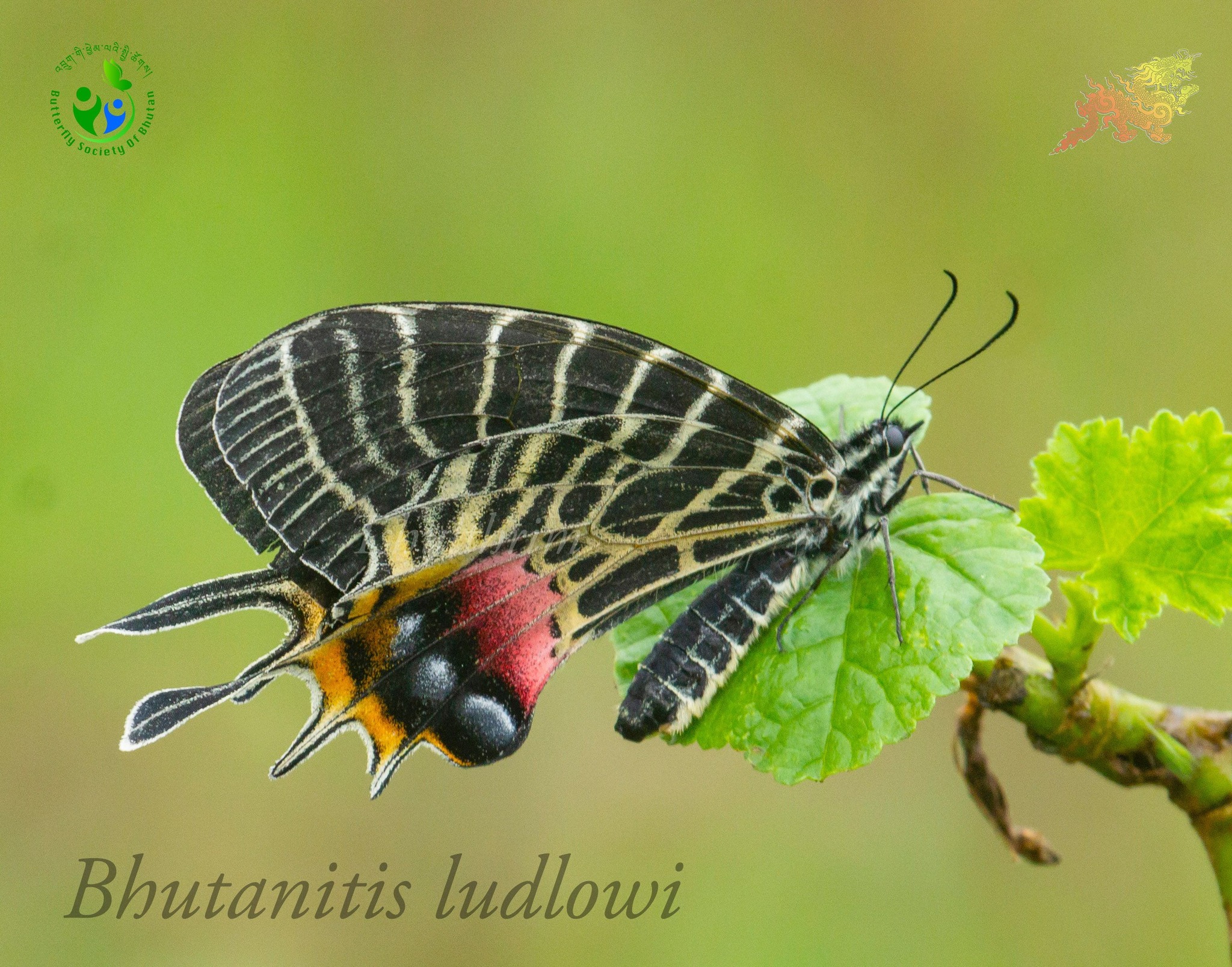Bhutan's national butterfly, Ludlow's Bhutan Glory, showcases the