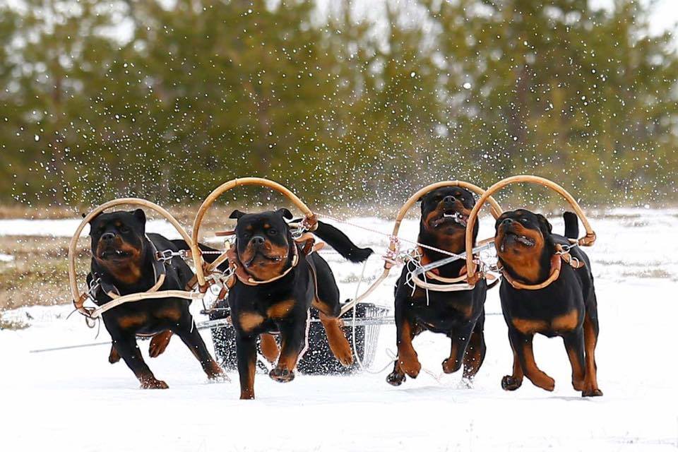 Rottweilers