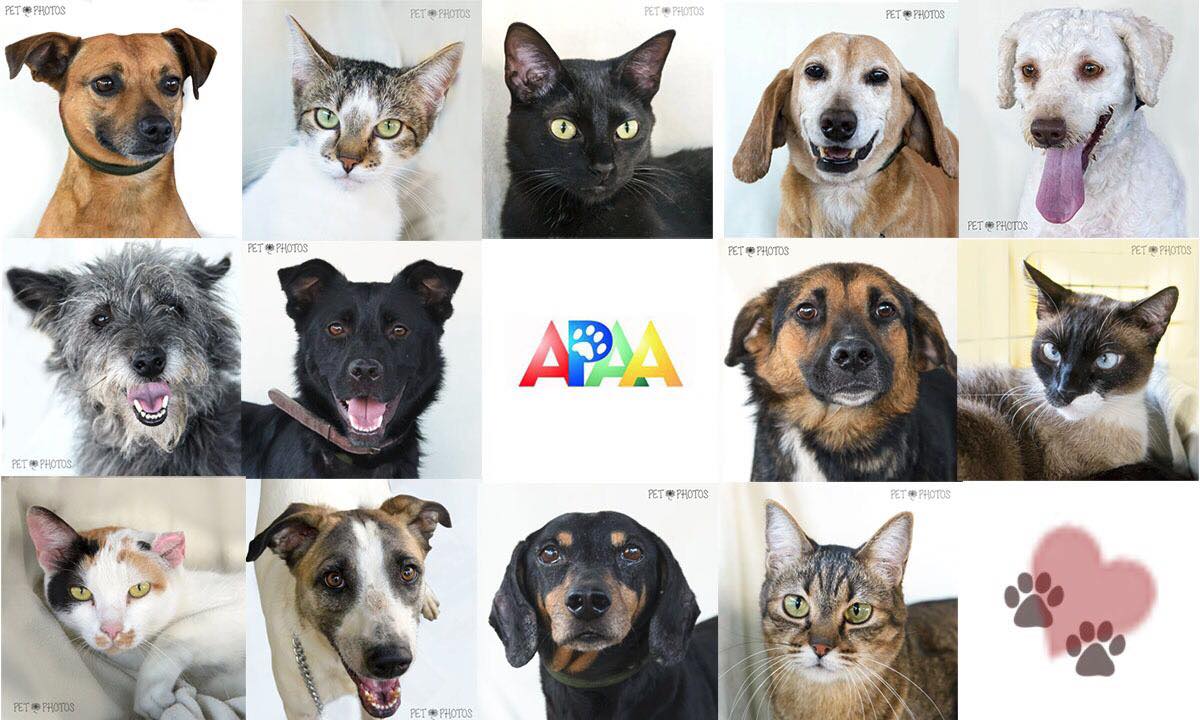 Associação Paulista de Auxílio aos Animais - APAA | São Paulo SP