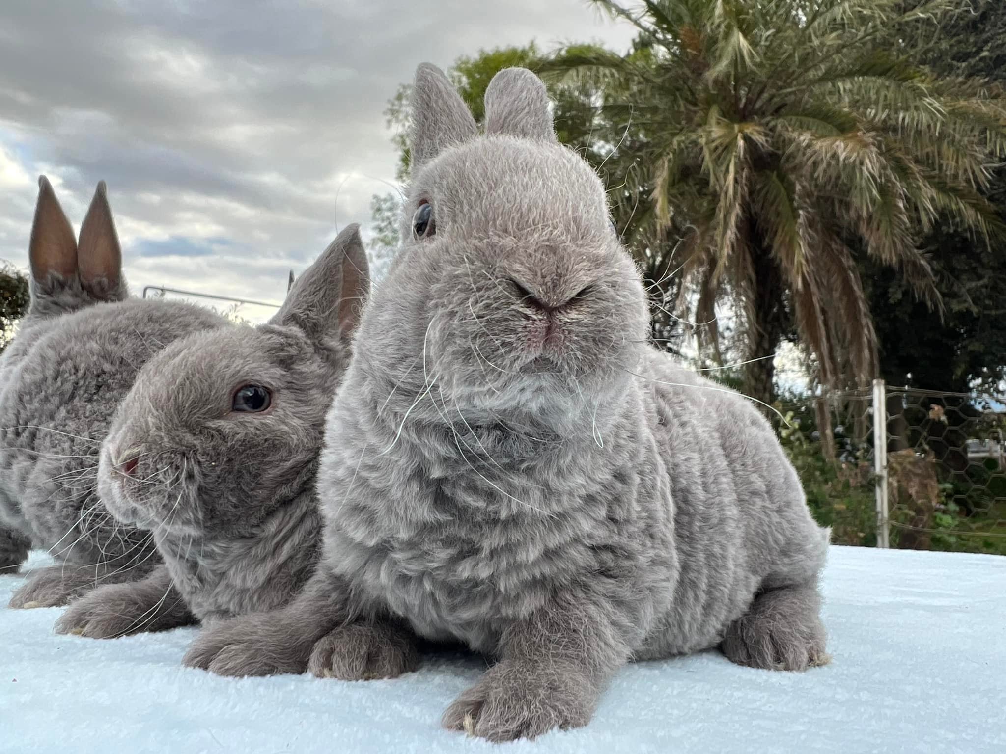 Hops Rabbitry