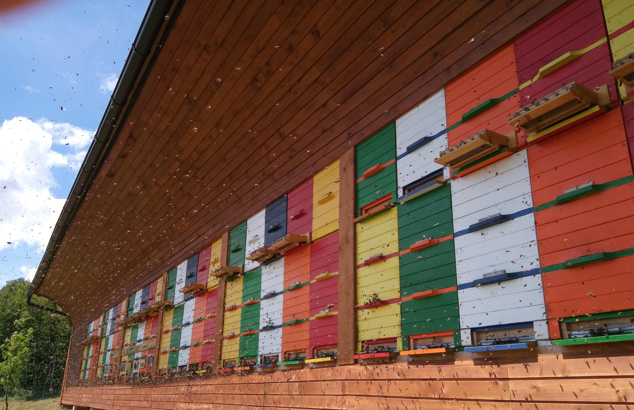 Čebelarstvo... - Čebelarstvo Kozinc / Beekeeping Kozinc