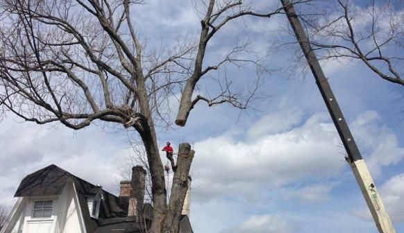 WOOD BELL tree care service... - WOOD BELL tree care service