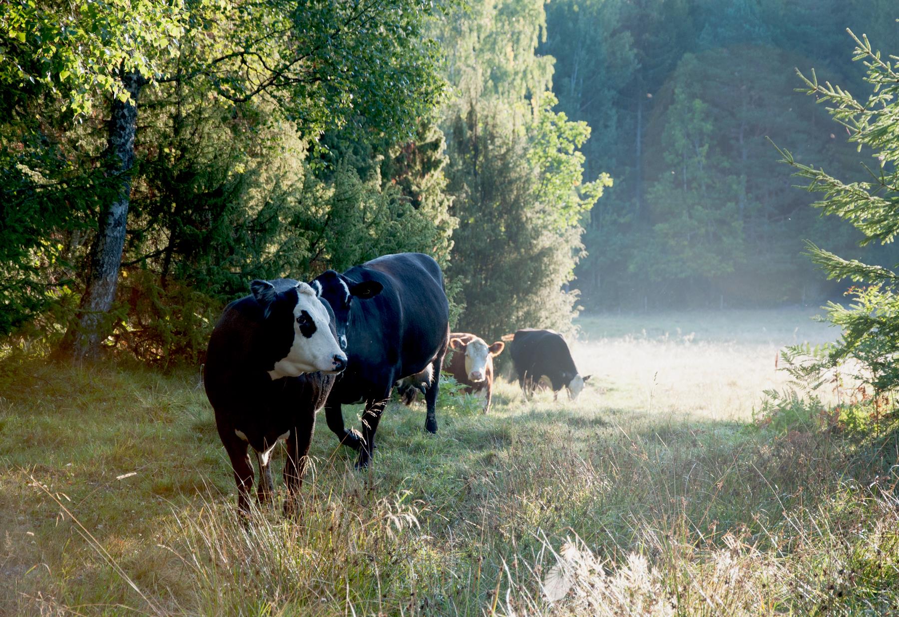Holt Gård i Undrumsdal added a... - Holt Gård i Undrumsdal