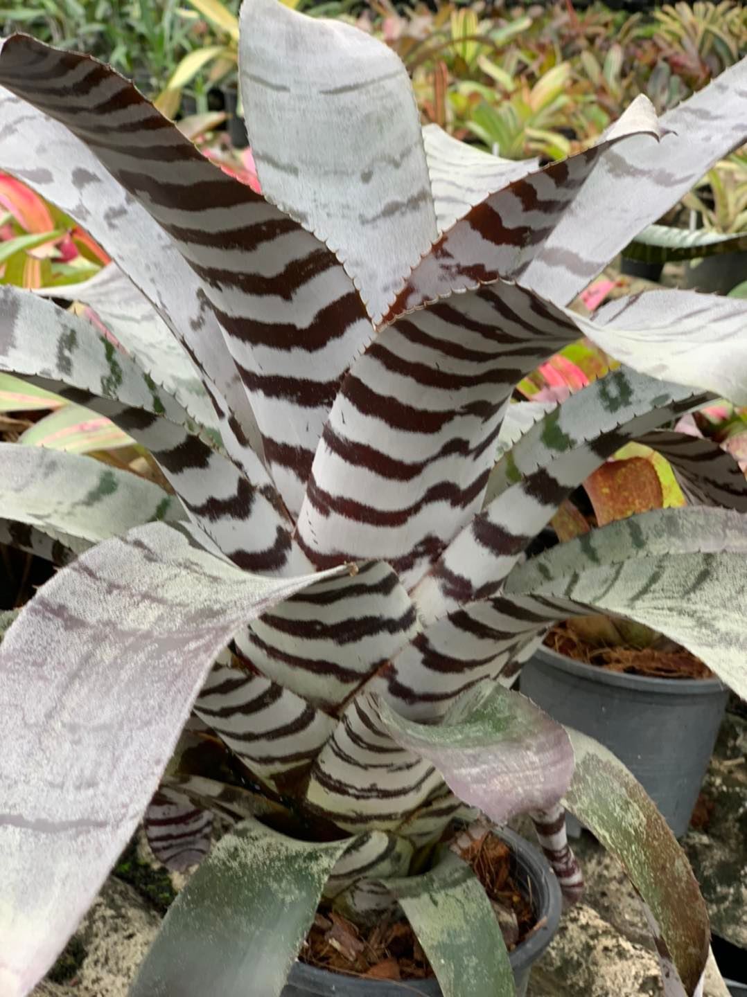 Aechmea Chantinii 'Red select F2'