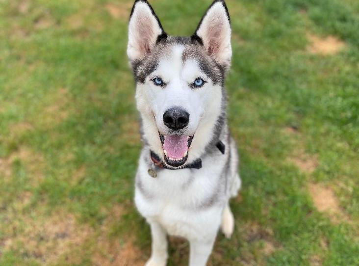 LiverpoolWorld - Merseyside RSPCA centres have seen an...