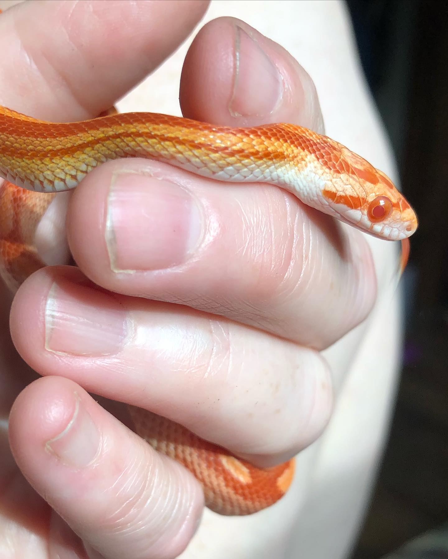 Party Safari - This is our new itty bitty corn snake named...