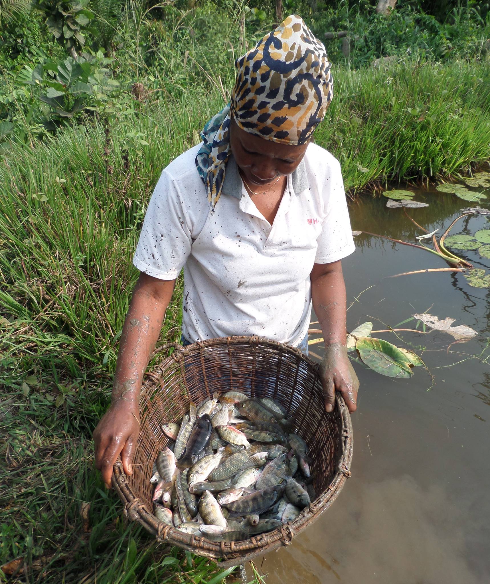 In-Seine - I received some pictures from the tilapia...